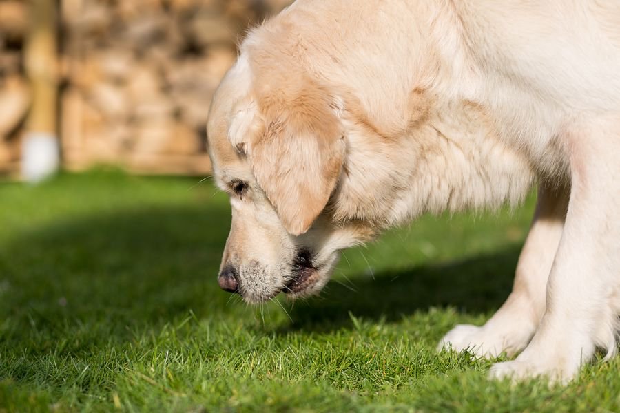 Mon chien vomit jaune (de la bile) : pourquoi et comment y remdier ?